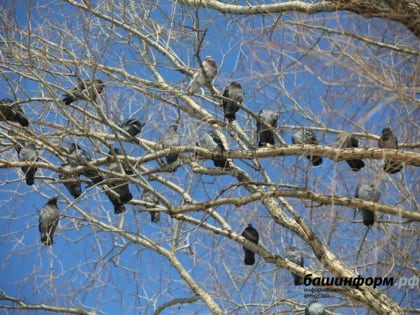 Синоптики Башкирии рассказали, стоит ли ждать потепления в выходные дни
