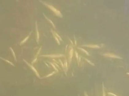 В Башкирии обнаружили массовую гибель рыбы на реке Большой Кизил