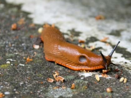 1 хищник на дачном участке — и слизней и улиток больше нет: Проглотил даже огромных испанских и ещё просит