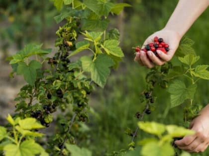 Стригите смородину под корень весной: Отблагодарит буйным урожаем — ягоды слаще мёда