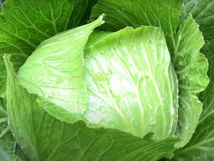 Как увеличить урожайность капусты: Советы эксперта для защиты от вредителей и болезней