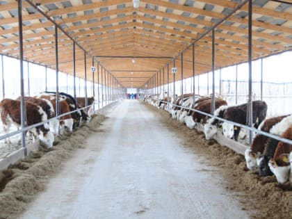 В Бураевском районе Башкирии запустили убойный цех