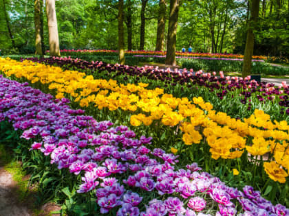 Не клумба, а пушистый яркий ковёр: Вот чем засевают её хитромудрые дачники — всего одно растение