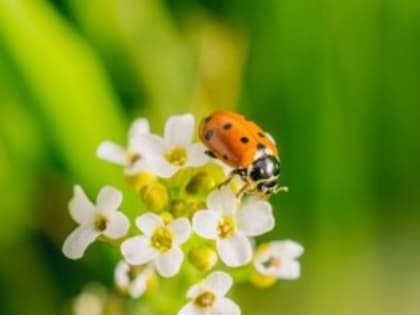 Стартовали дистанционные конкурсы и олимпиады по экологии для школьников