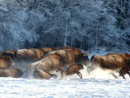 Башкирия закупит в Белоруссии 20 зубров