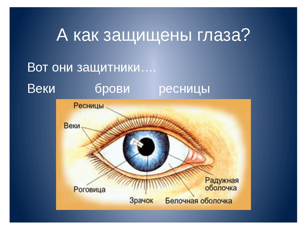 Безопасные глаза. Детям о зрении и глазах. Глаза главные помощники человека. Глаза ребенка. Презентация строение глаза для детей.