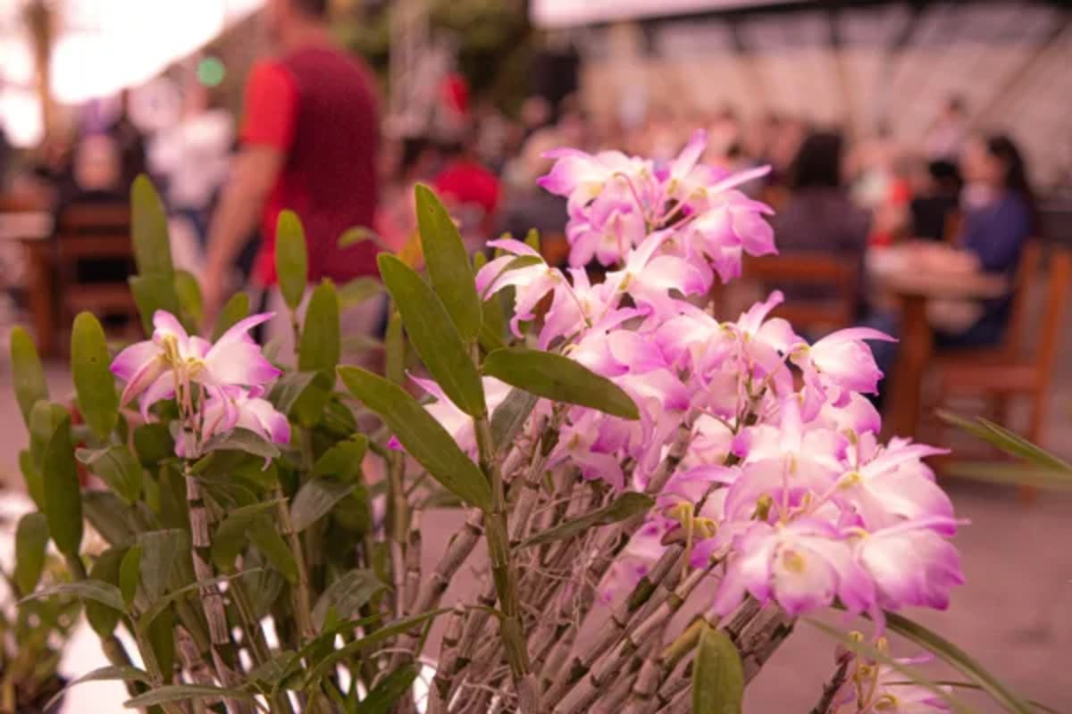 Festival da Primavera em Garibaldi (RS)