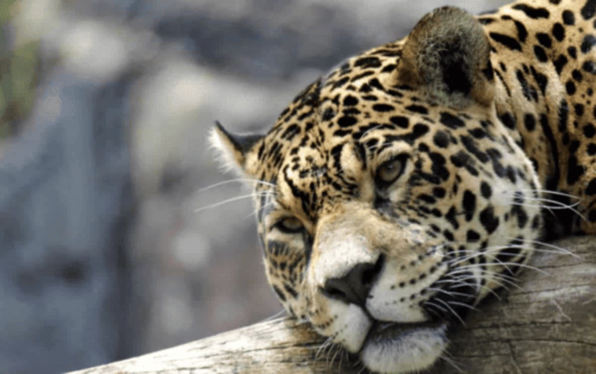 Imagem de GramadoZoo em Gramado (RS)