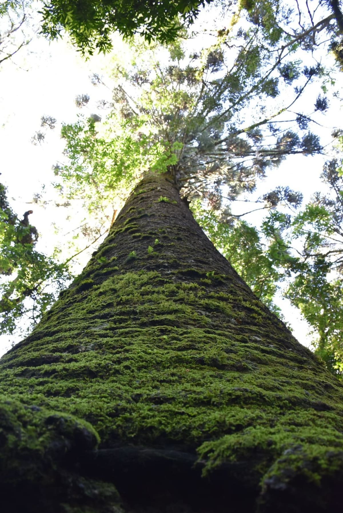 Imagem de Pinheiro Multissecular em Nova Petrópolis (RS)