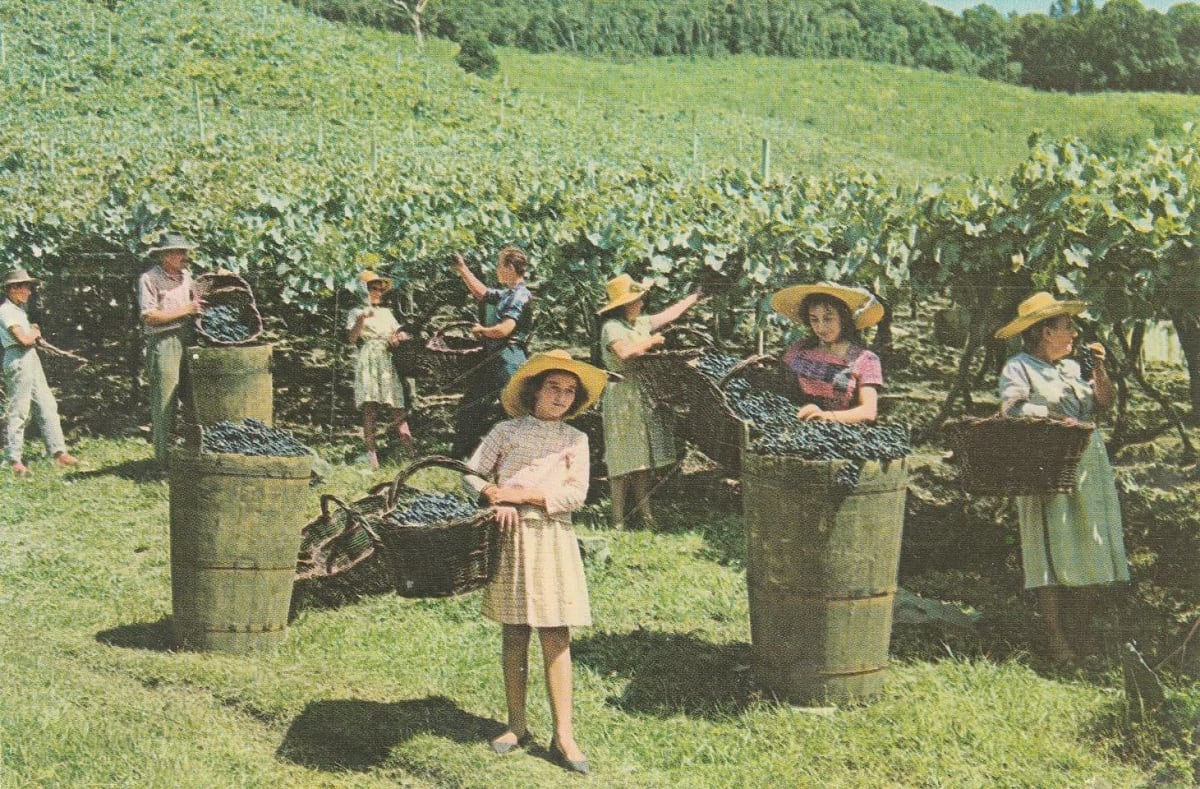 Foto de Colheita da Uva em Caxias do Sul (RS)