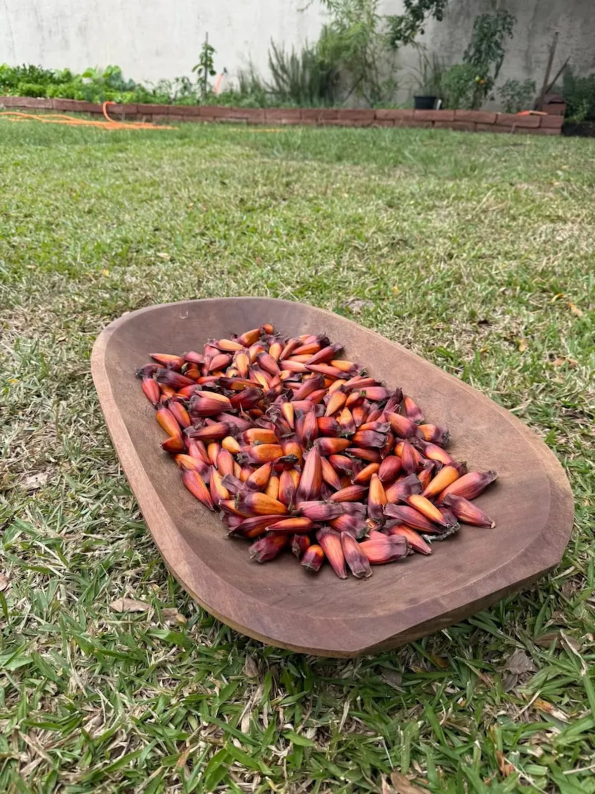 Foto de Pinhão em São Marcos (RS)