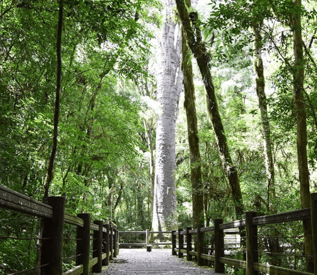 Foto de O Pinheiro da Canela em Canela (RS)