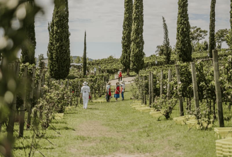 Festival Vale dos Vinhedos 2026