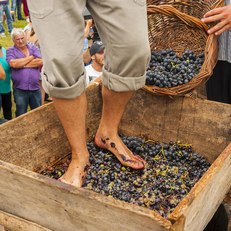 É Tempo de Vindima em Flores da Cunha (RS)