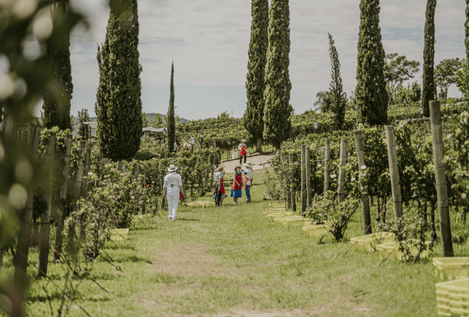 Festival Vale dos Vinhedos 2026 em Bento Gonçalves (RS)