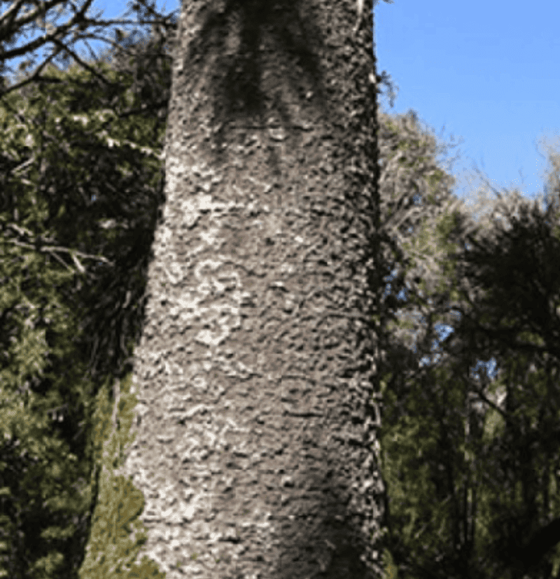 Trilha da Araucária Gigante - parte 1 - Lobão Trilhas & Aventuras - São Jacó em São Marcos (RS)