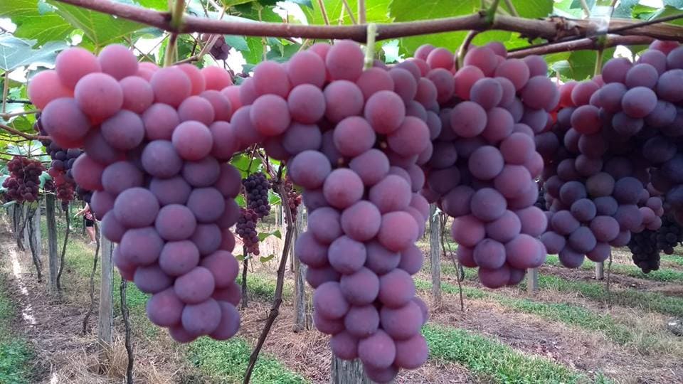 É possível colher as uvas juntamente com a presença dos proprietários