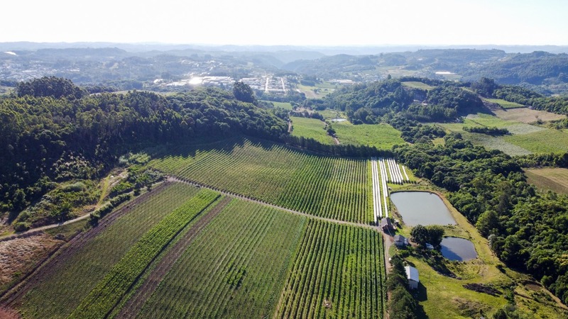 Vinhedos próprios localizados na linha Zambicari, interior de São Marcos