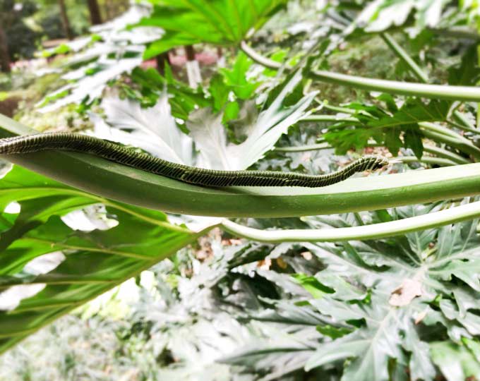 Palm-leaf snake, a traditional Chinese handicraft