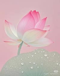 The Lotus House