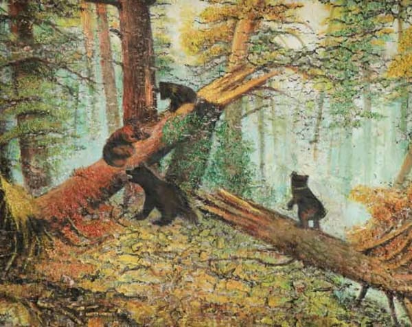The morning of the forest