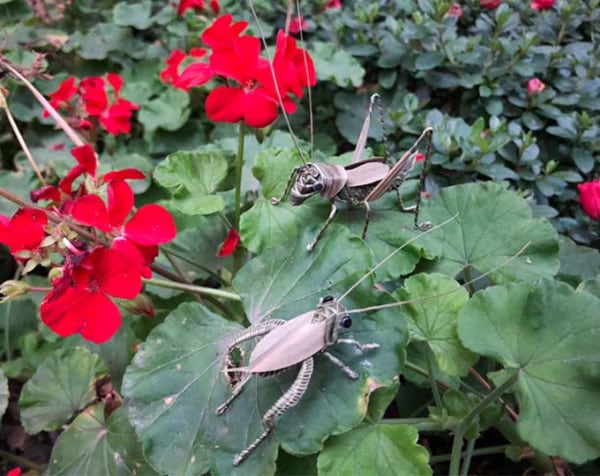 Palm leaf - made insect, cricket, grasshopper, katydid, Chinese traditional handicraft
