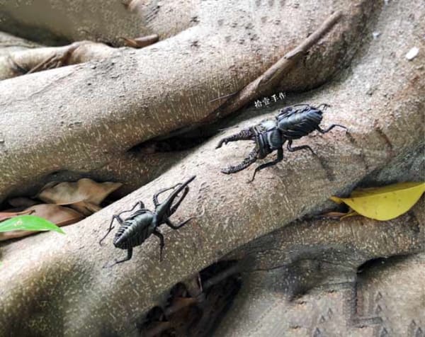 Handmade Stag Beetle, Palm Leaf Weaving Handicraft