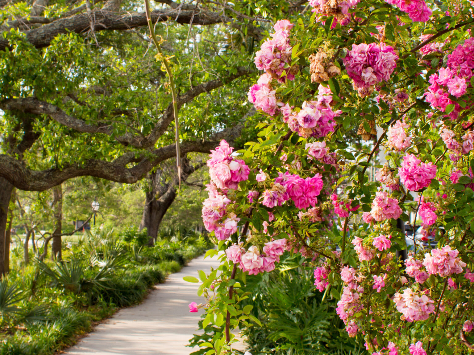 charlestonParksConservancy_sourceUrl_splashBackground-1-edited-1536x1152_wms0aj