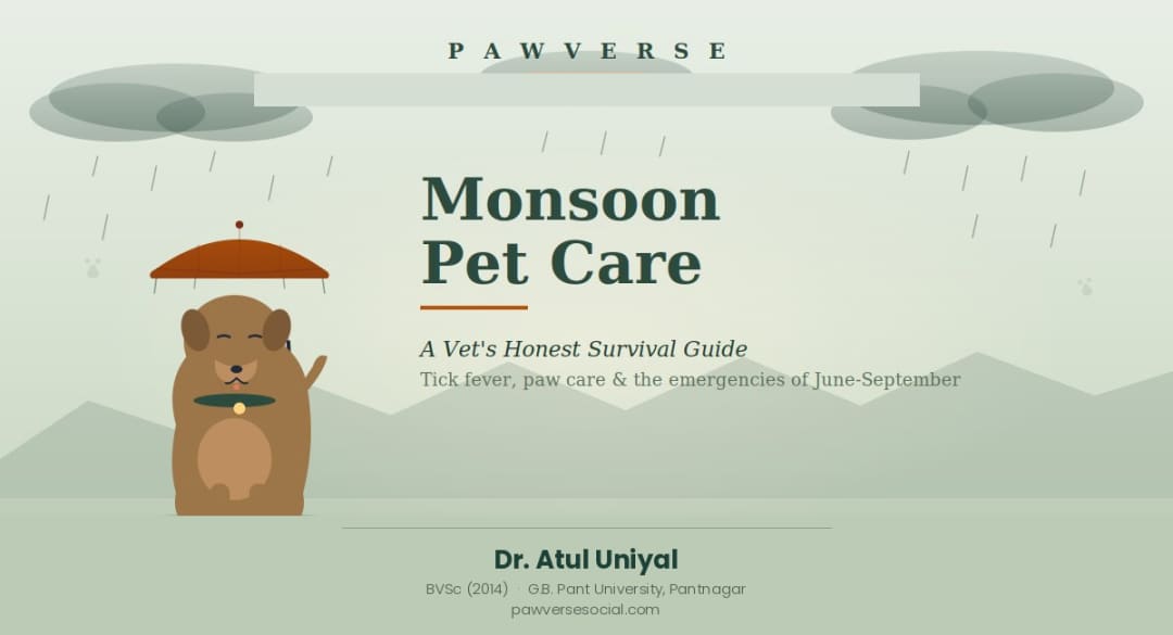 Monsoon Pet Care in India: A Vet's Honest Survival Guide for Dog Parents