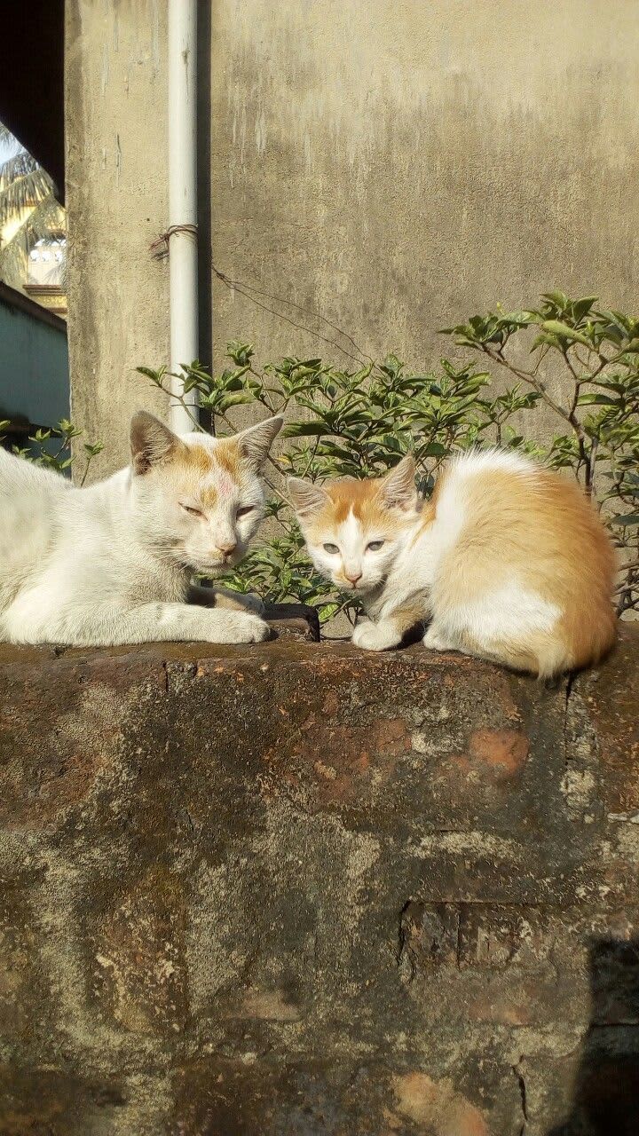 Post by Chikuu on PawVerse