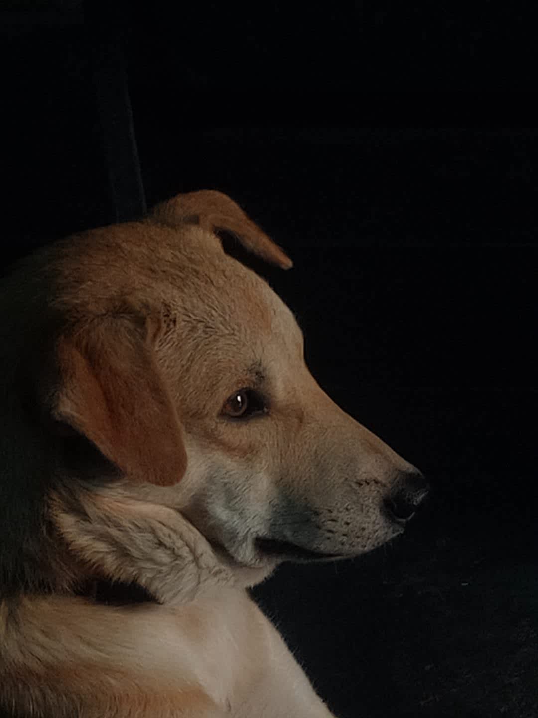 Post by Dollar on PawVerse