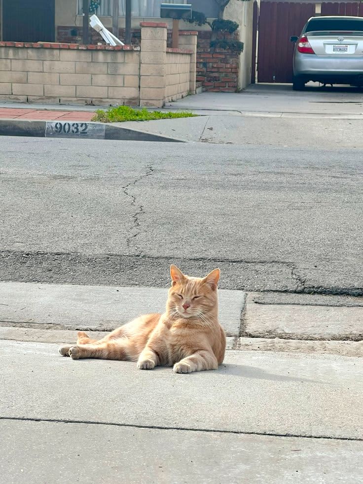 Post by Kiwi on PawVerse