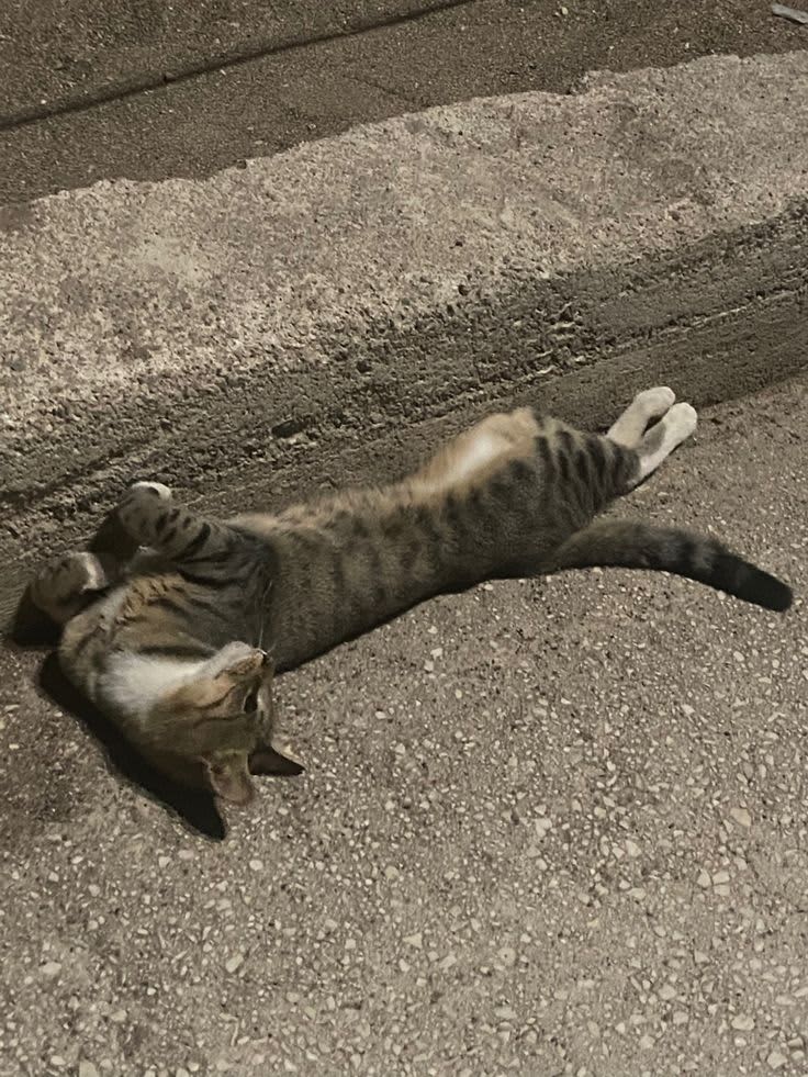 Post by Oscar on PawVerse