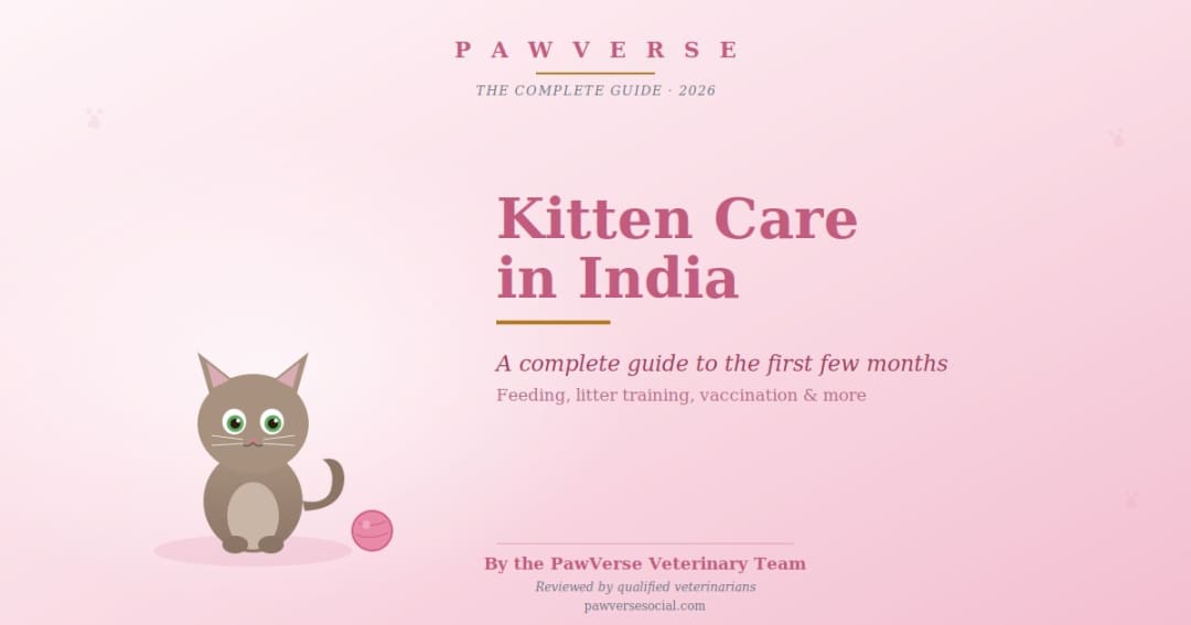 Kitten Care in India: A Complete Guide to the First Few Months
