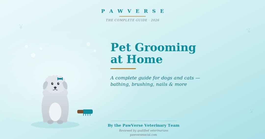 Pet Grooming at Home in India: A Complete Guide for Dogs and Cats