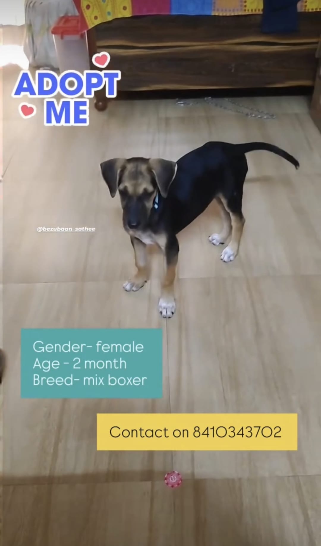 Post by Dollar on PawVerse