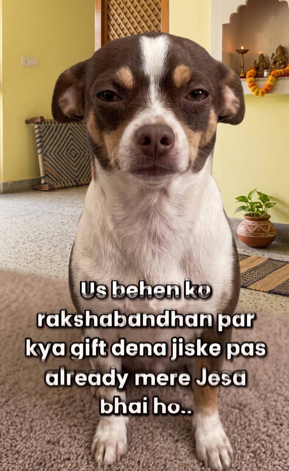 Post by Dollar on PawVerse