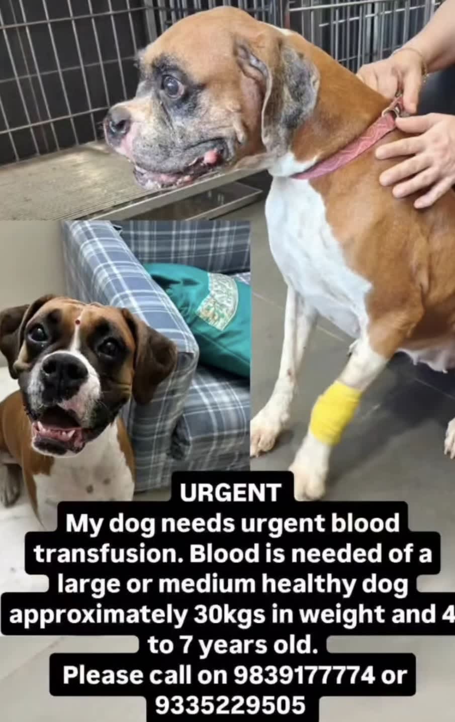 Post by Dollar on PawVerse
