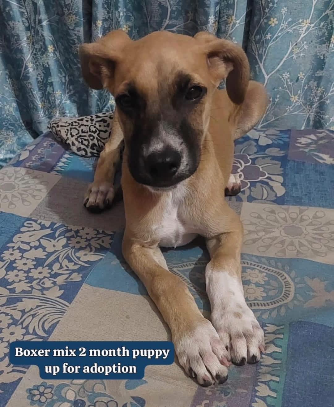 Post by Dollar on PawVerse