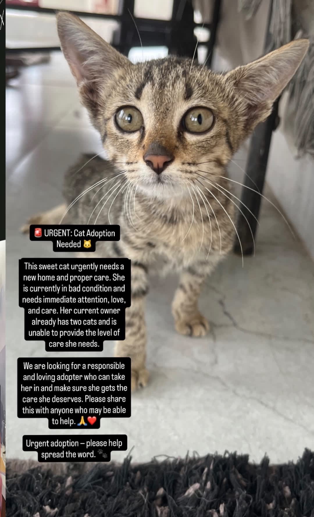 Post by Dollar on PawVerse