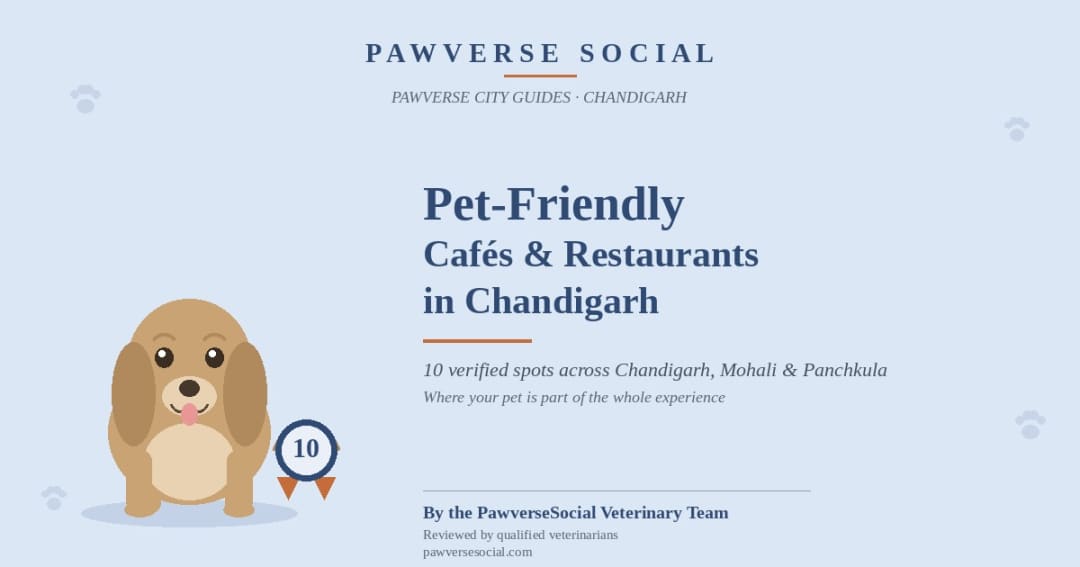 Pet-Friendly Cafés & Restaurants in Chandigarh