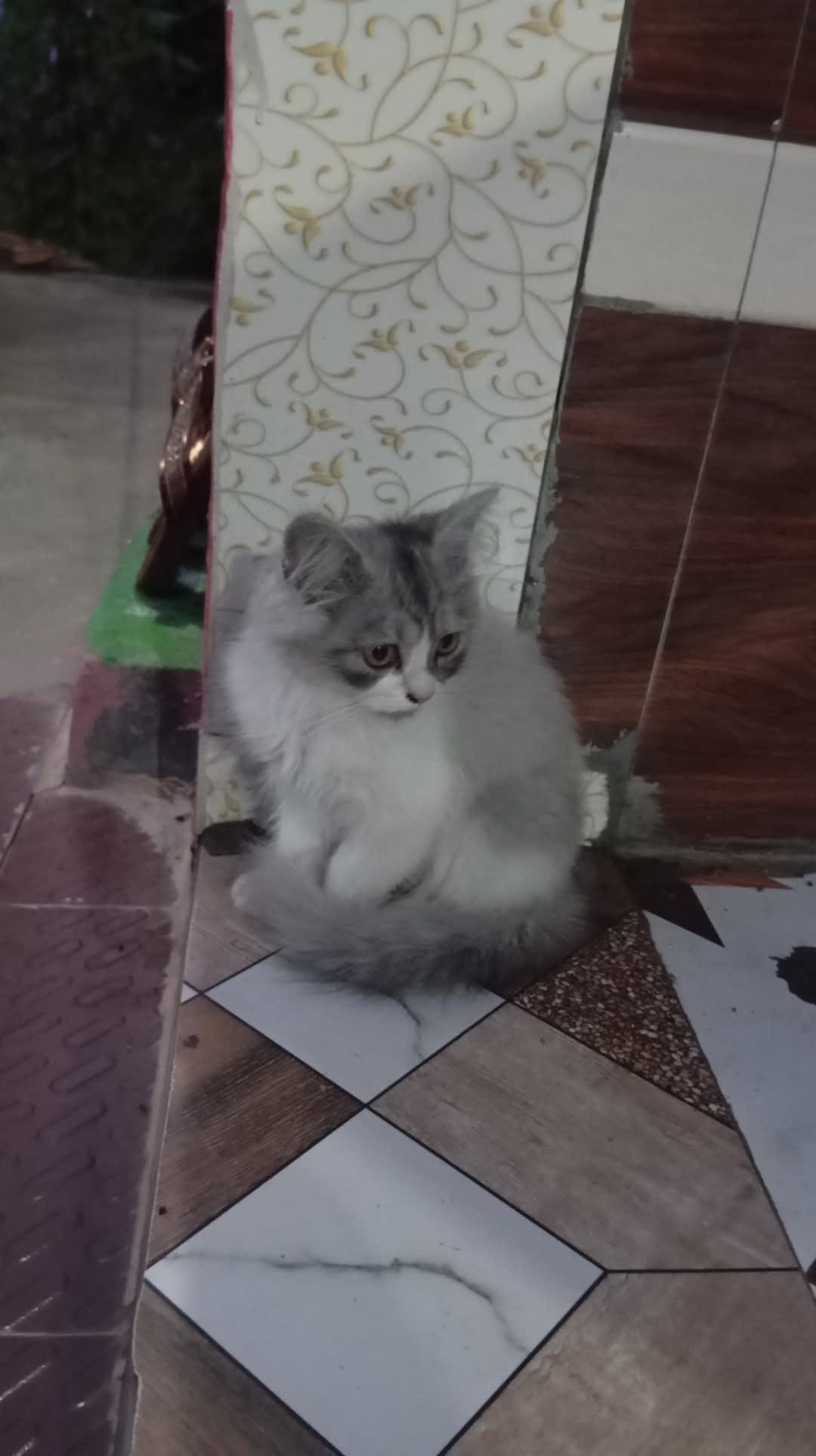 Post by Kittu on PawVerse