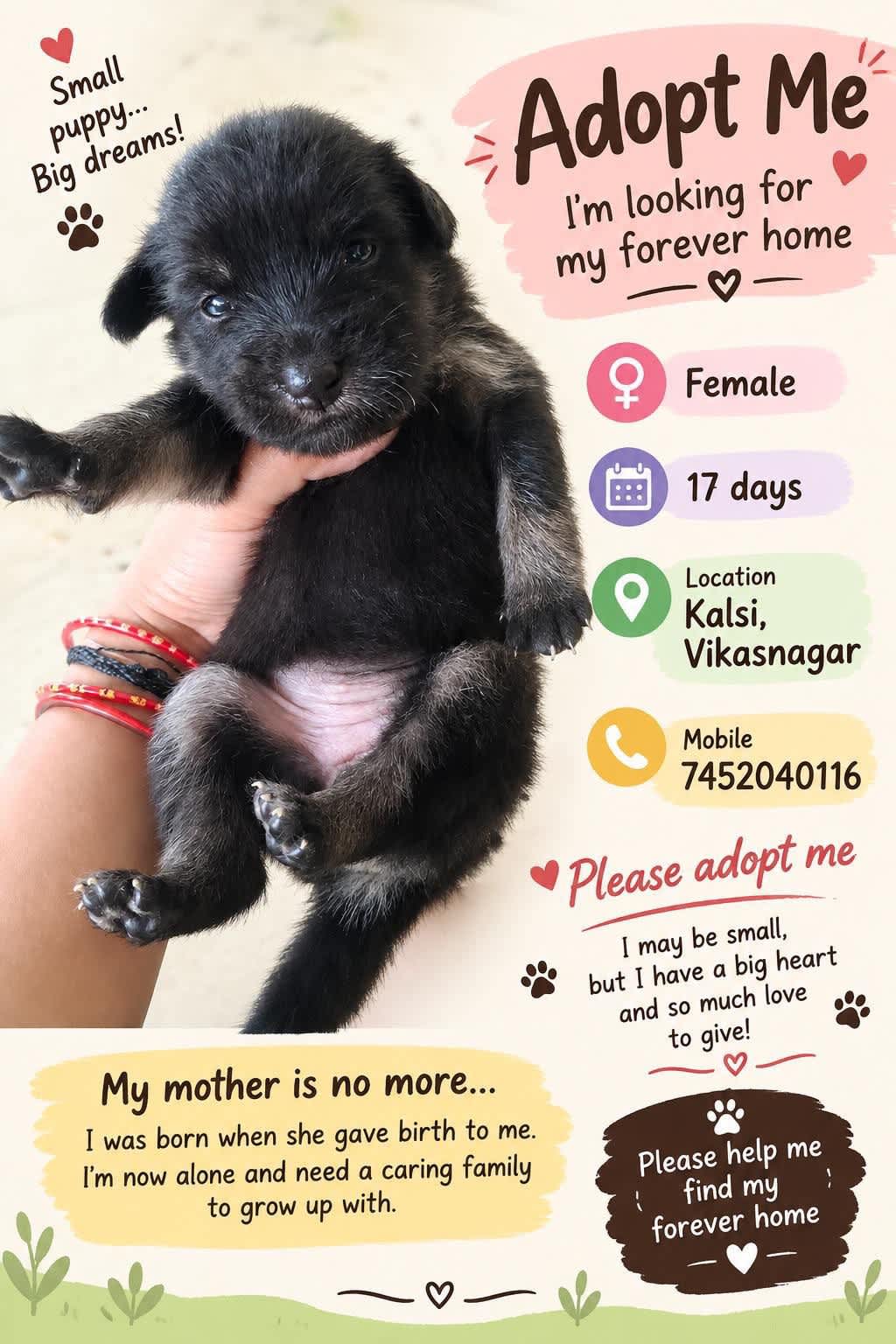 Post by Dollar on PawVerse