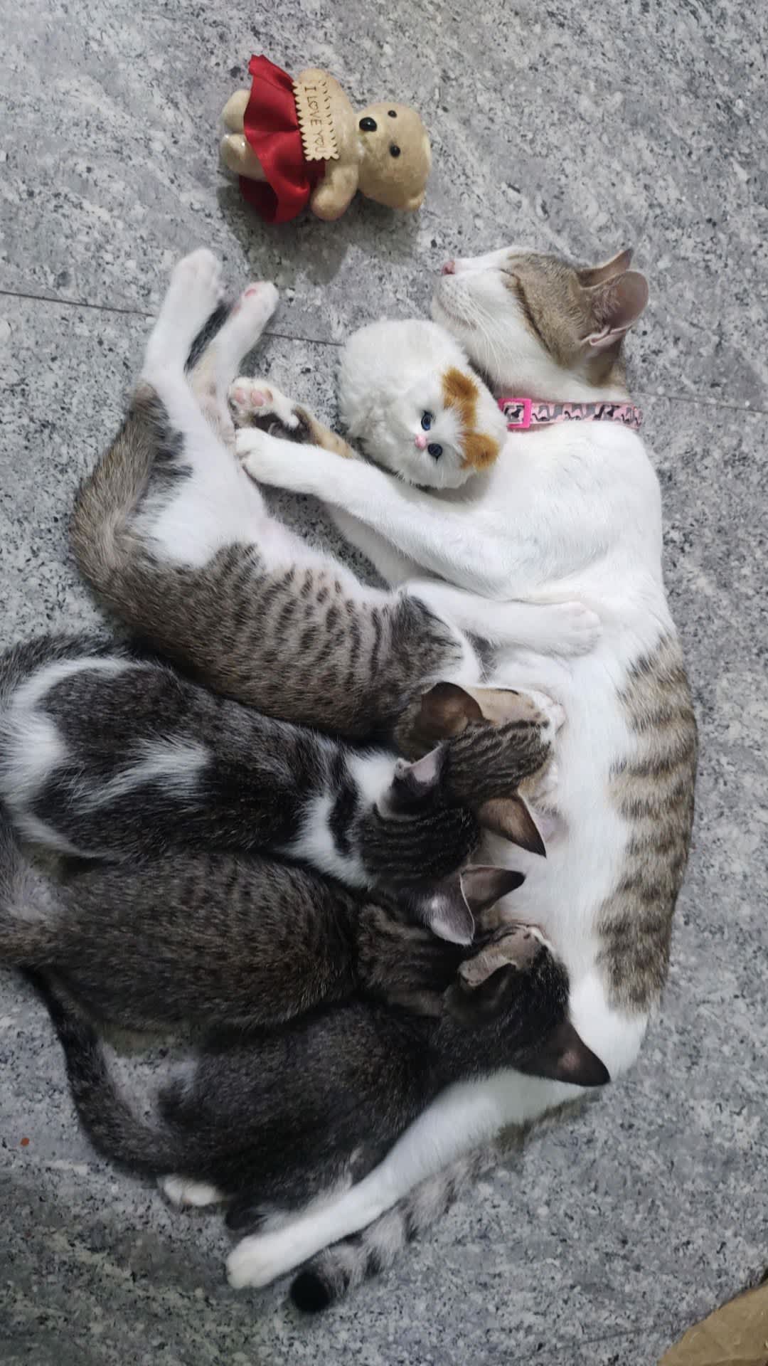 Post by Shoni on PawVerse