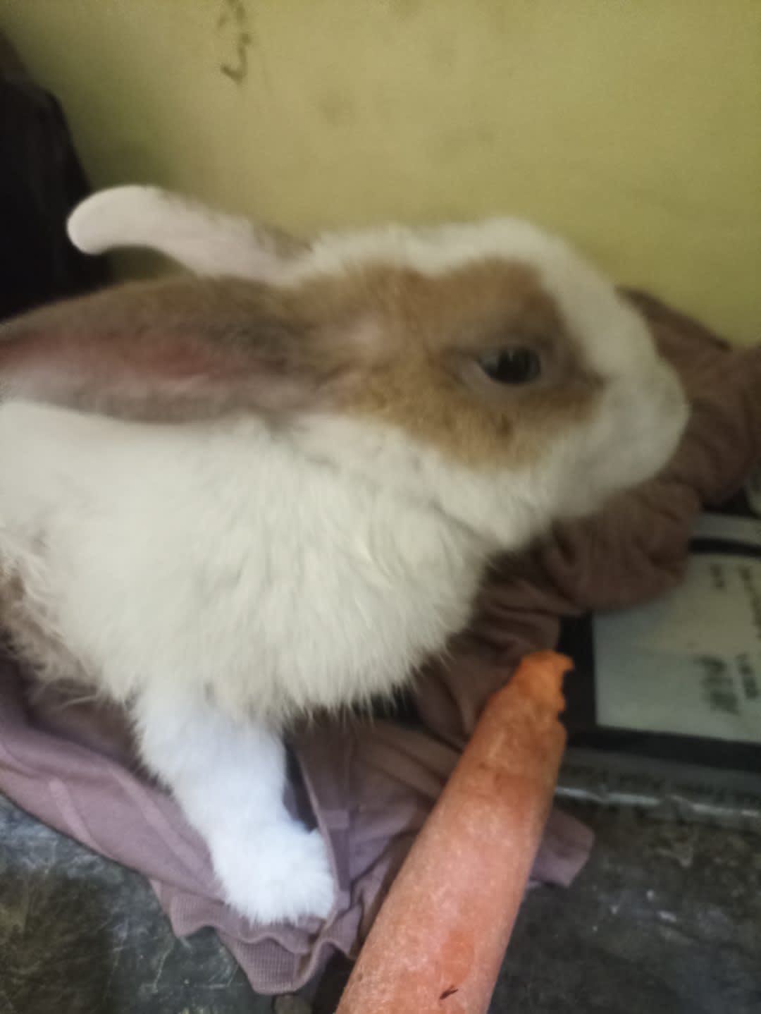 Post by Snowy on PawVerse