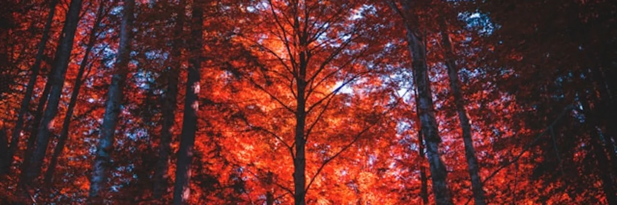 Tiny House Resources and Learning Hub - Books, Tools & Expert Guides