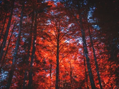 Tiny House Resources and Learning Hub - Books, Tools & Expert Guides