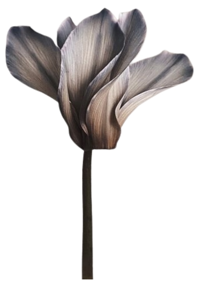 Icon 1