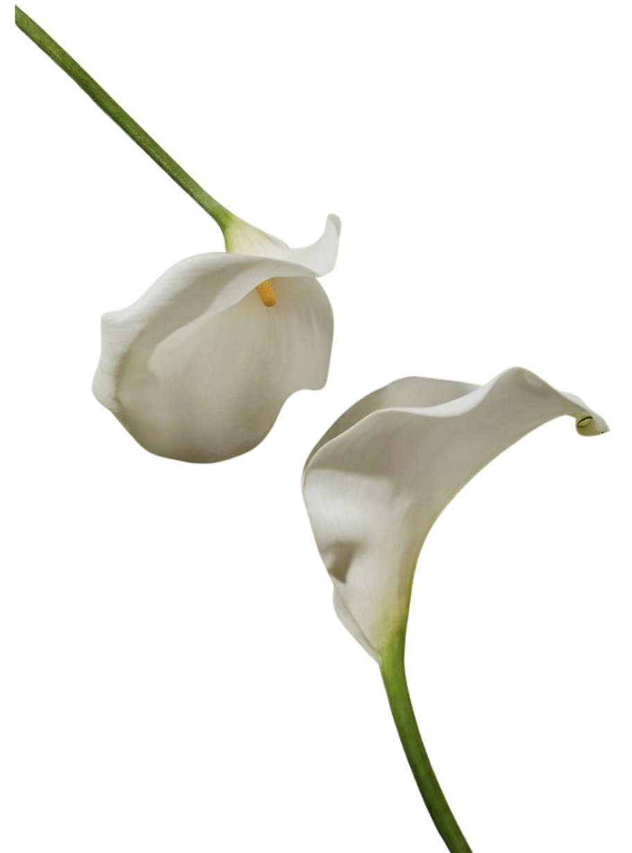 Icon 3