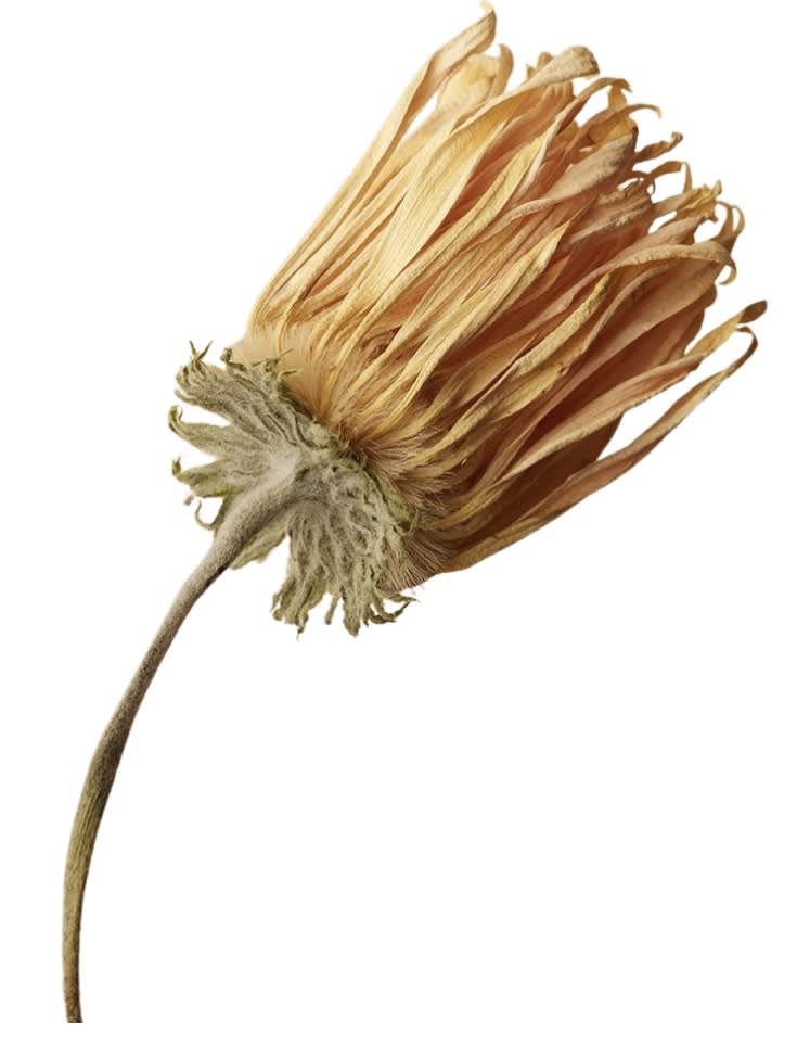 Icon 1
